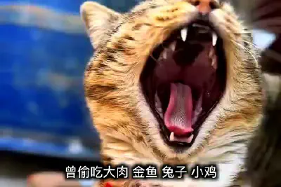 Henan