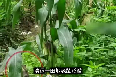 Qingyuan